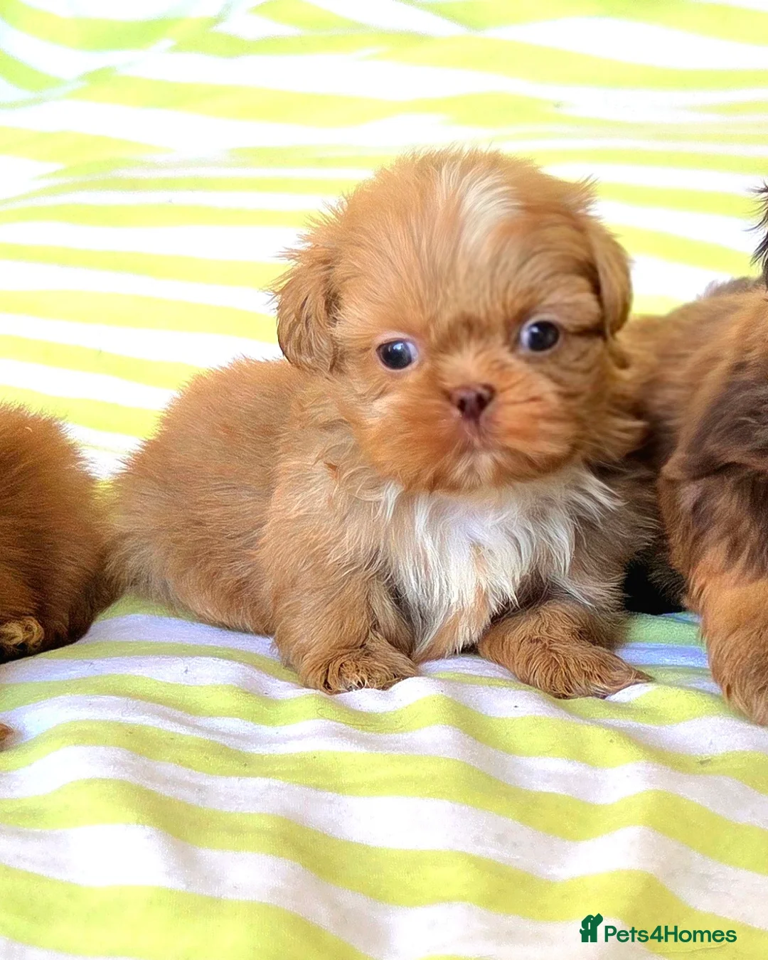 Shih Tzu dogs for sale: KC Registered Chocolate Imperial Shih Tzu Puppies - Advert 11