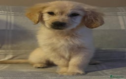 Labrador Retriever dogs for sale: Adorable 8-week-old Golden Retriever puppies  - Image 11