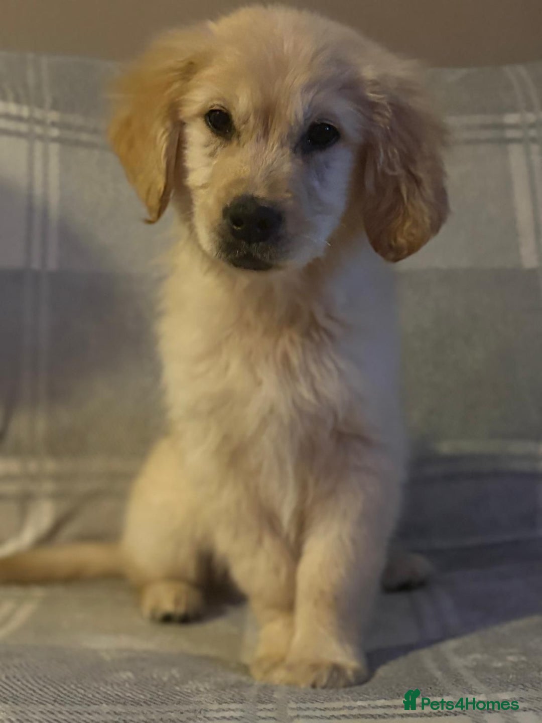 Labrador Retriever dogs for sale: Adorable 8-week-old Golden Retriever puppies  - Image 11