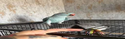 Ringnecks birds for sale: 9 month male ring neck  - Advert 9