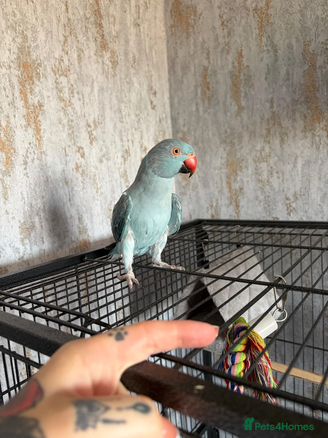 Ringnecks birds for sale: 9 month male ring neck  - Advert 9