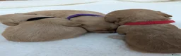 Cockapoo dogs for sale: GORGEOUS F1 COCKAPOOS  - Advert 9