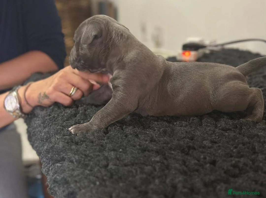 Mixed Breed dogs for sale: Olde Tyme Bulldog x American Staffordshire Pups - Advert 21