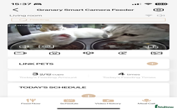 British Shorthair cats for sale: Beautiful British Shorthair Kittens... - Image 13