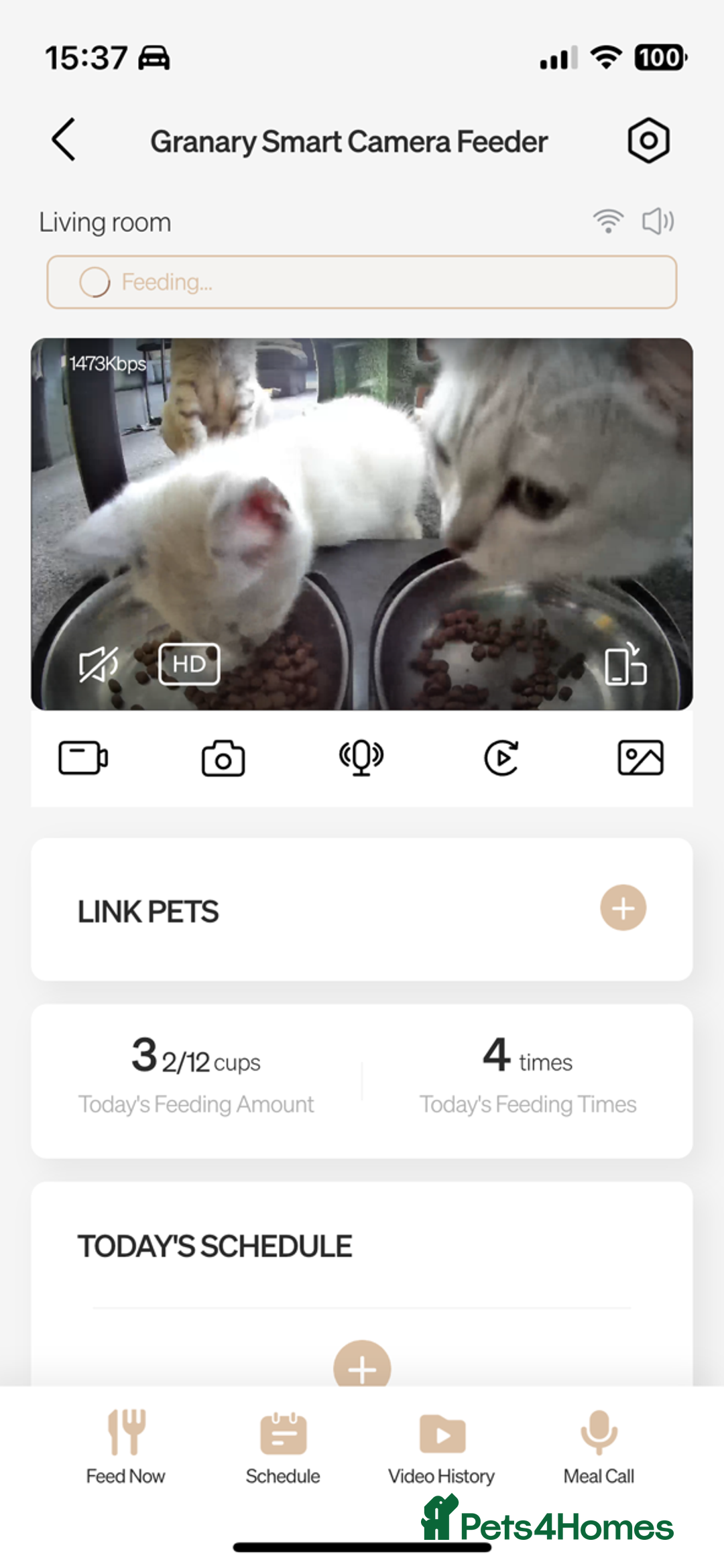 British Shorthair cats for sale: Beautiful British Shorthair Kittens... - Image 13
