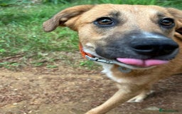 Mixed Breed dogs for adoption: Laska - Norwich Norfolk  - Image 13