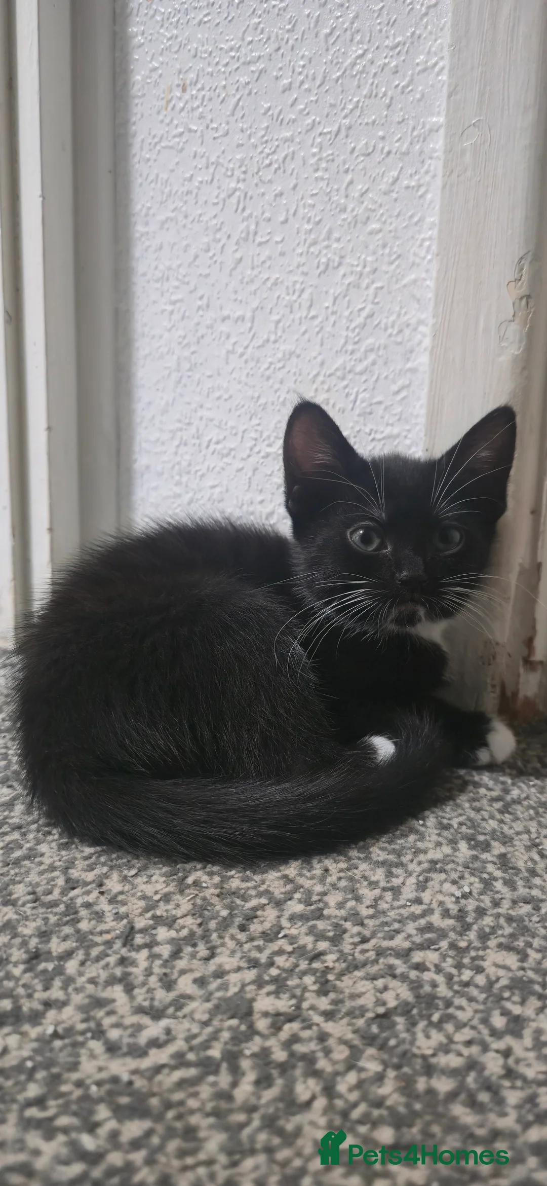 Mixed Breed cats for sale: 4 kittens for sale, 3 girls 1 boy - Advert 3