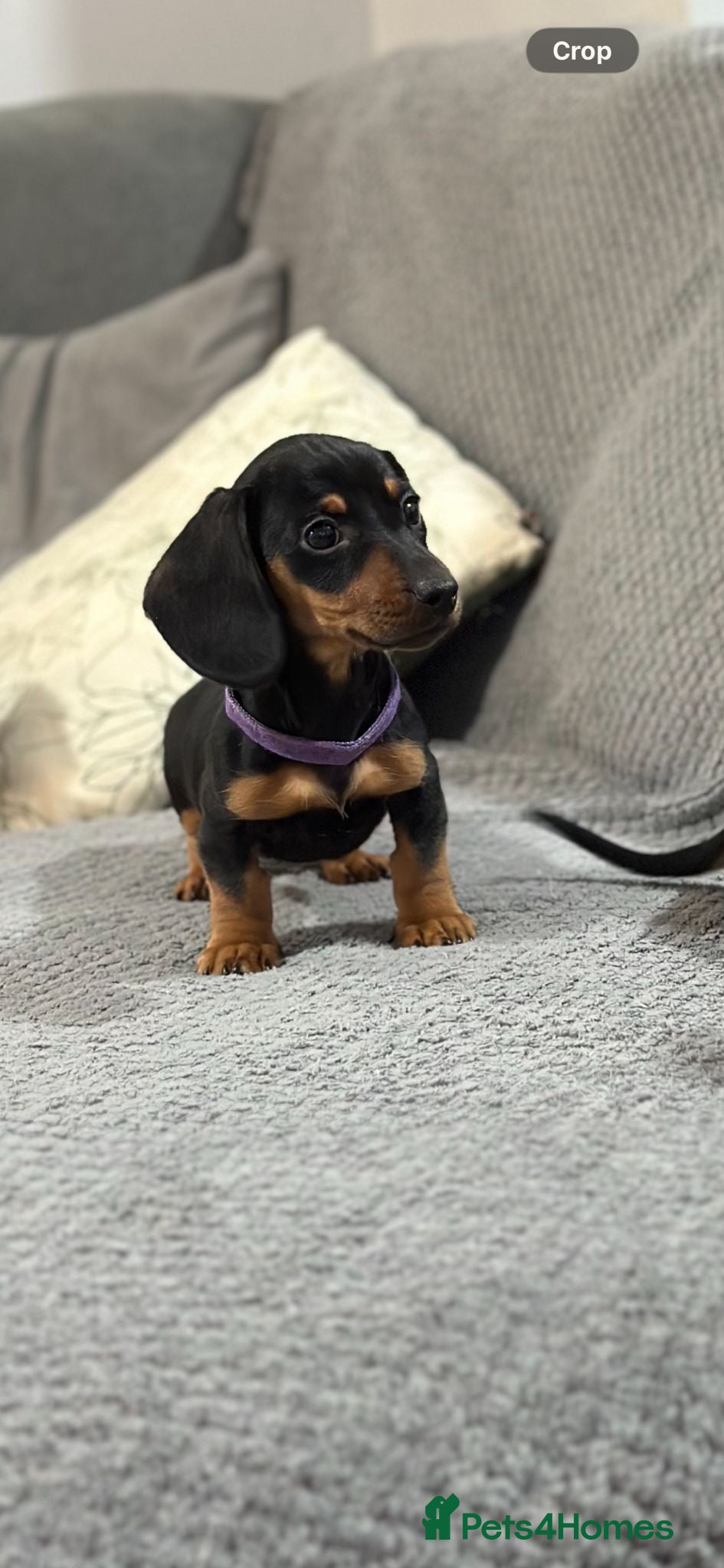 Miniature Dachshund dogs Miniature dachshunds  - Advert 11