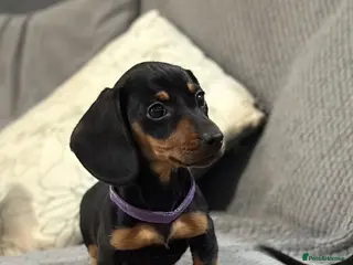 Miniature Dachshund dogs Miniature dachshunds - Advert 11