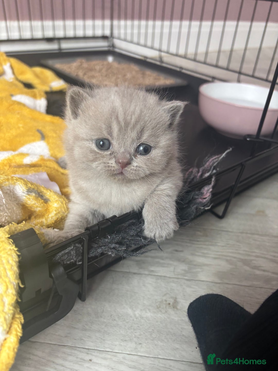 British Shorthair cats for sale: Lilic GCCF registered active champion lines  - Image 27
