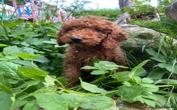 Cockapoo dogs for stud: *handsome F1 Cockapoo stud in Melrose - Advert 35