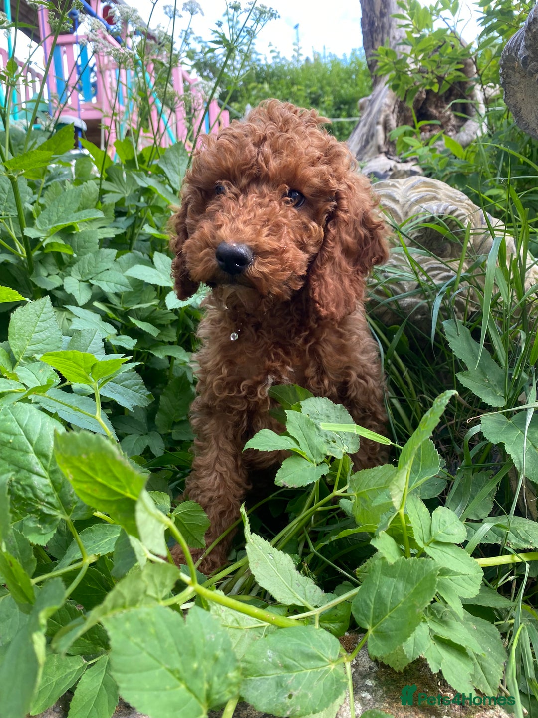 Cockapoo dogs for stud: *handsome F1 Cockapoo stud in Melrose - Advert 35