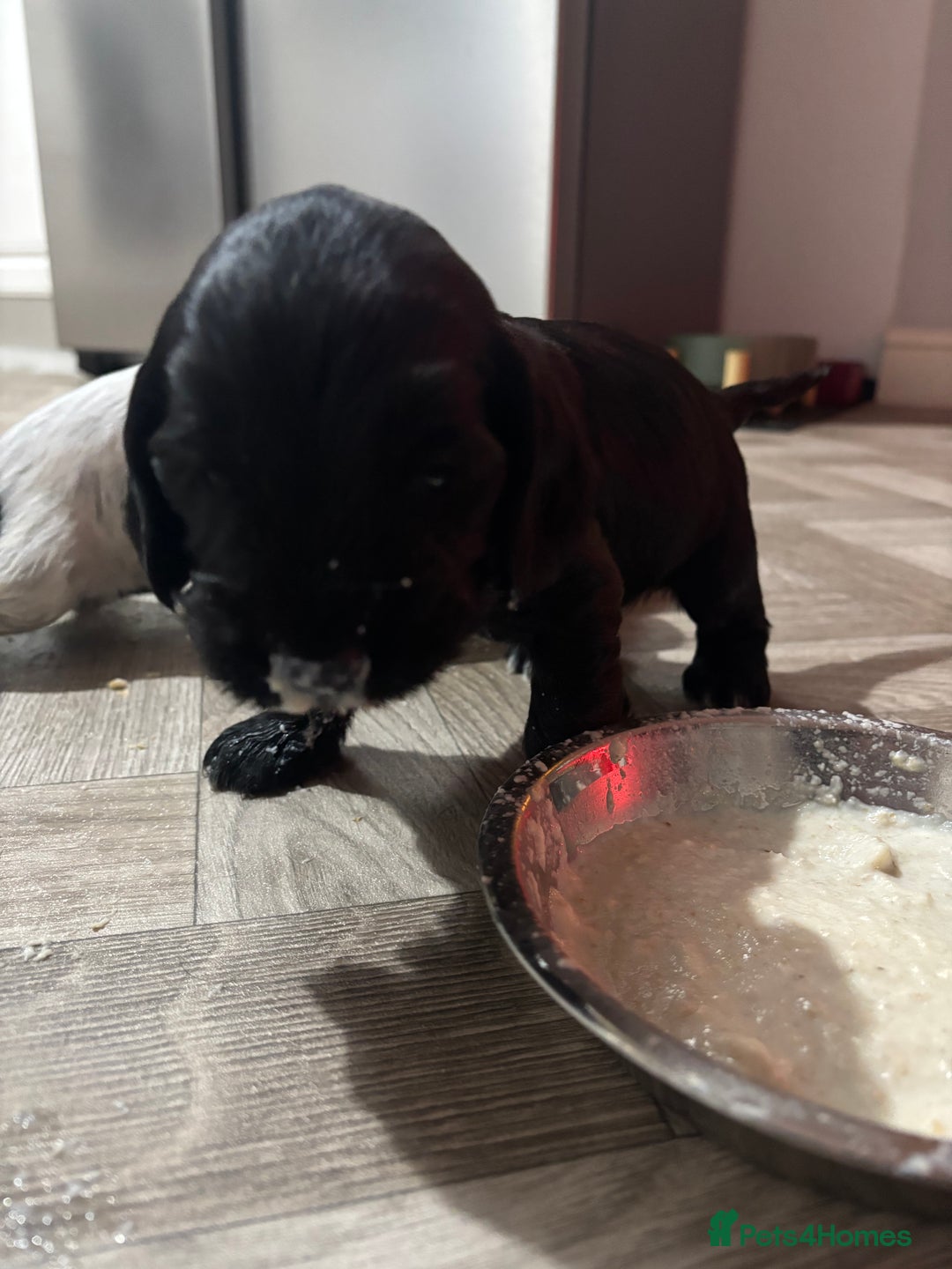 Cocker Spaniel dogs for sale: Show cocker spaniel puppies - Advert 7