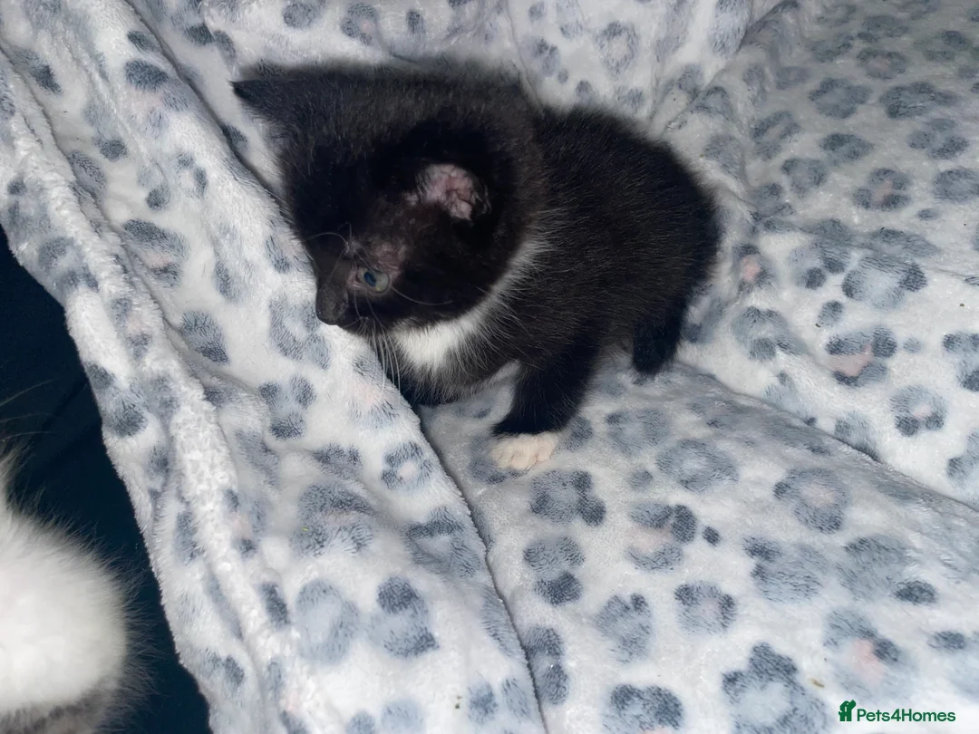 Mixed Breed cats for sale: ready to leave now! black and white kittens - Advert 14