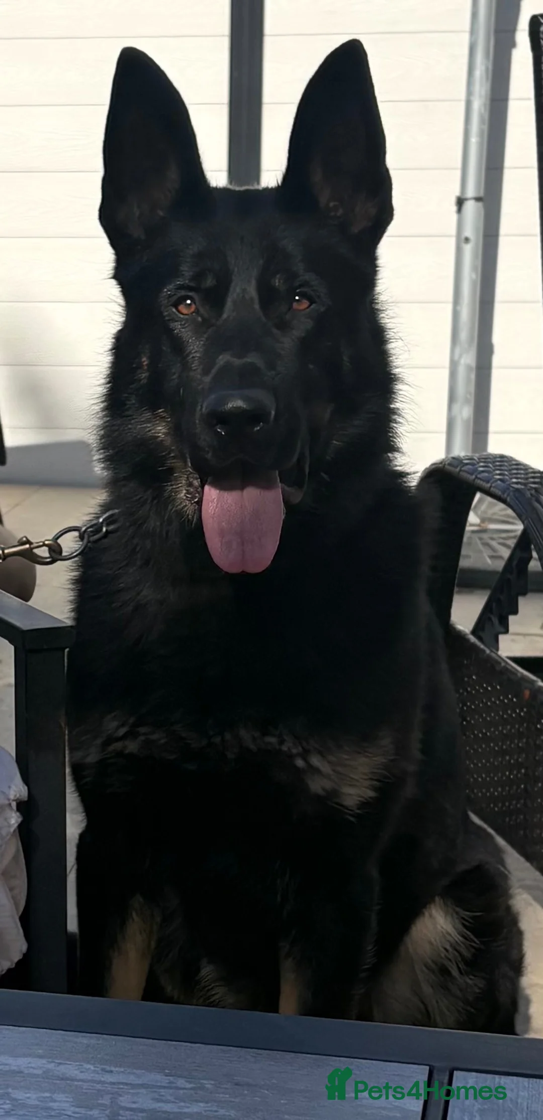 German Shepherd dogs for sale: Elite working line puppies  - Advert 2