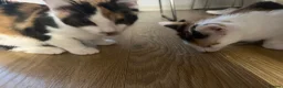 Mixed Breed cats for sale: Sister kittens available for forever homes in Farnborough - Advert 2
