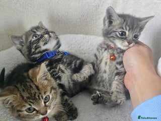 Maine Coon cats - Advert 11