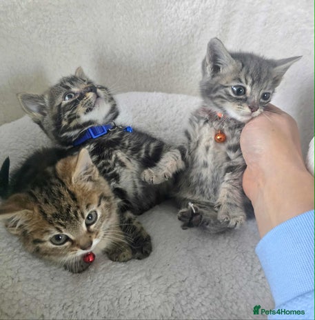 Maine Coon cats - Advert 6