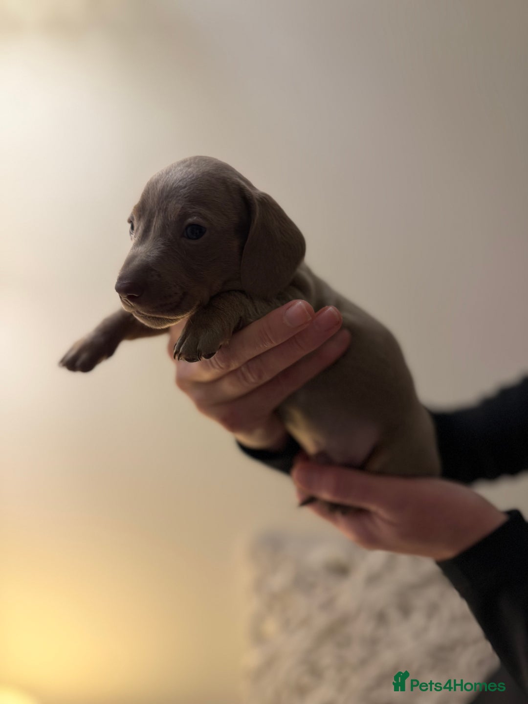 Dachshund dogs for sale: Standard Dachshund Puppies  - Advert 3