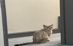 Bengal cats for sale: Not available Minx Bengal  - Image 3