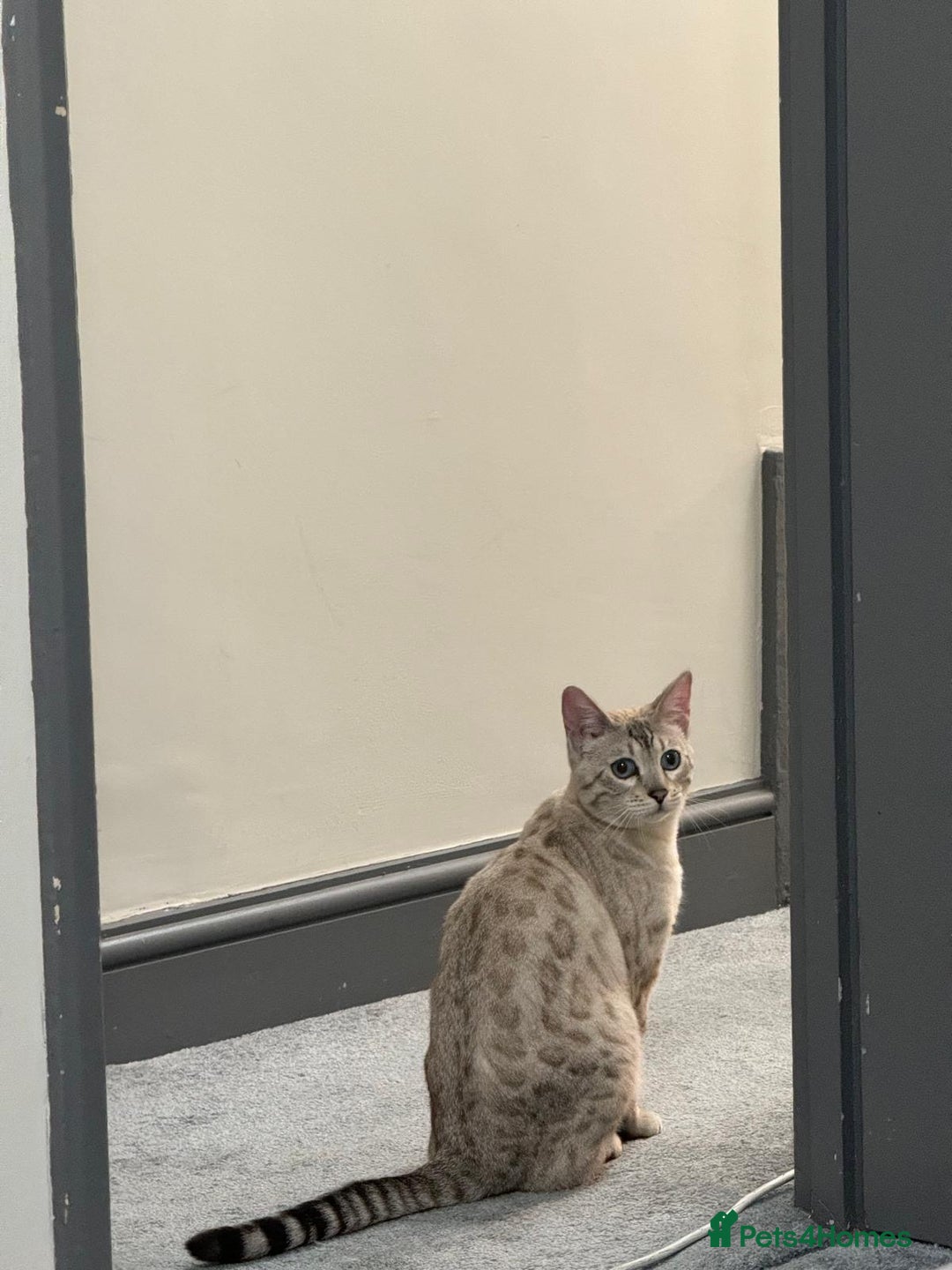Bengal cats for sale: Not available Minx Bengal  - Image 3