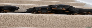 Miniature Dachshund 2