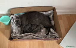 British Shorthair cats for sale: Blue British shorthair  - Image 12