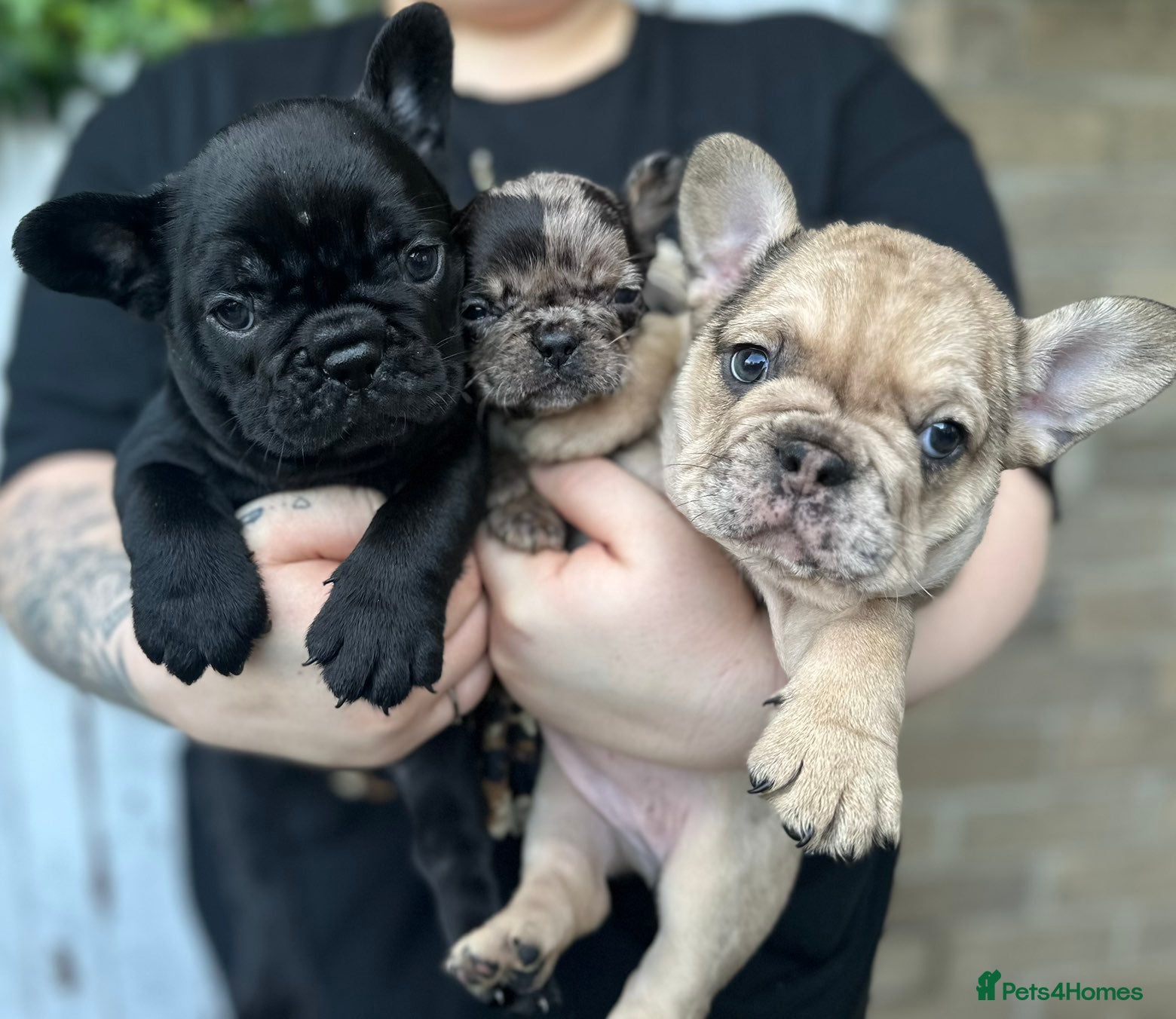 French Bulldog dogs 3 beautiful French bulldog puppies  - Advert 8