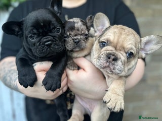 French Bulldog dogs - Advert 6