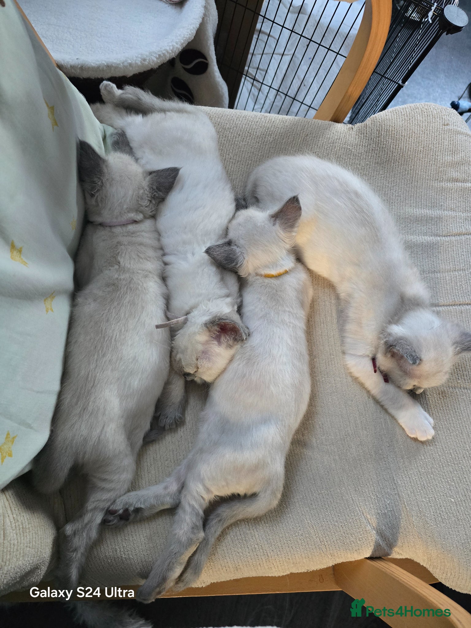 Ragdoll cats for sale: Gorgeous Ragdoll kittens  in Tetbury - Advert 13