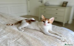 Arabian Mau cats for adoption: Male Kitten for Indoors Only Adoption - Image 9