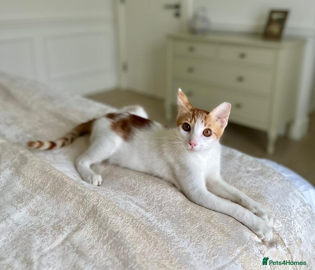 Arabian Mau cats for adoption: Male Kitten for Indoors Only Adoption - Image 9