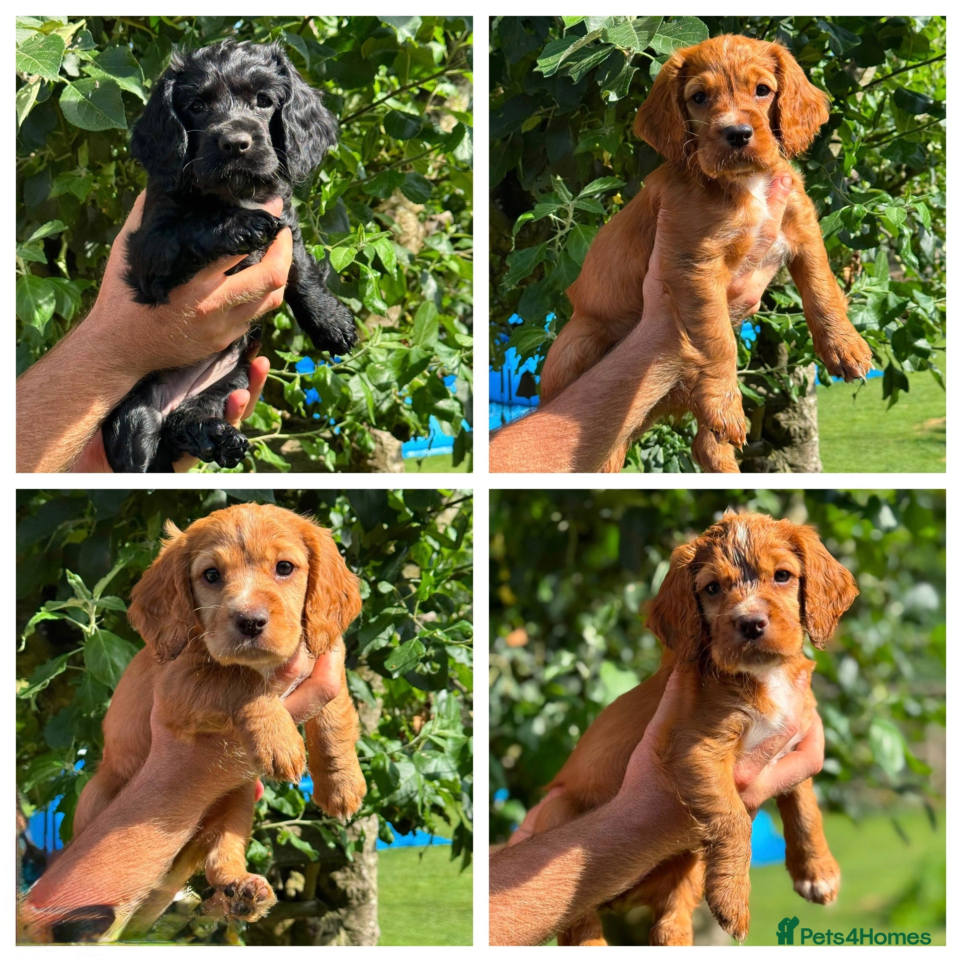 Sprocker dogs 4 beautiful Sprockers ❤️ - Advert 5