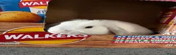 Mini Lop rabbits for sale: X2 Male mini lop - Advert 6