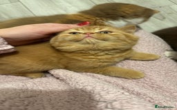 British Shorthair cats for sale: Re homing this Beautiful Boy - Image 5