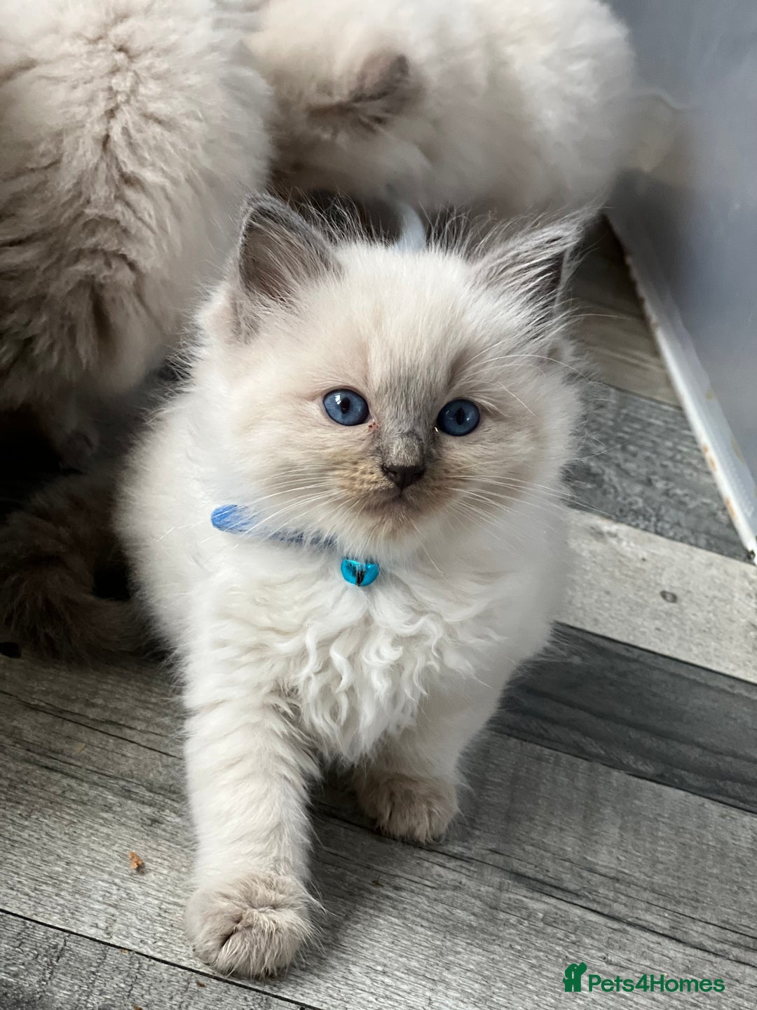 Ragdoll cats for stud: GCCF registered Ragdoll stud in Stoke-on-Trent - Advert 21