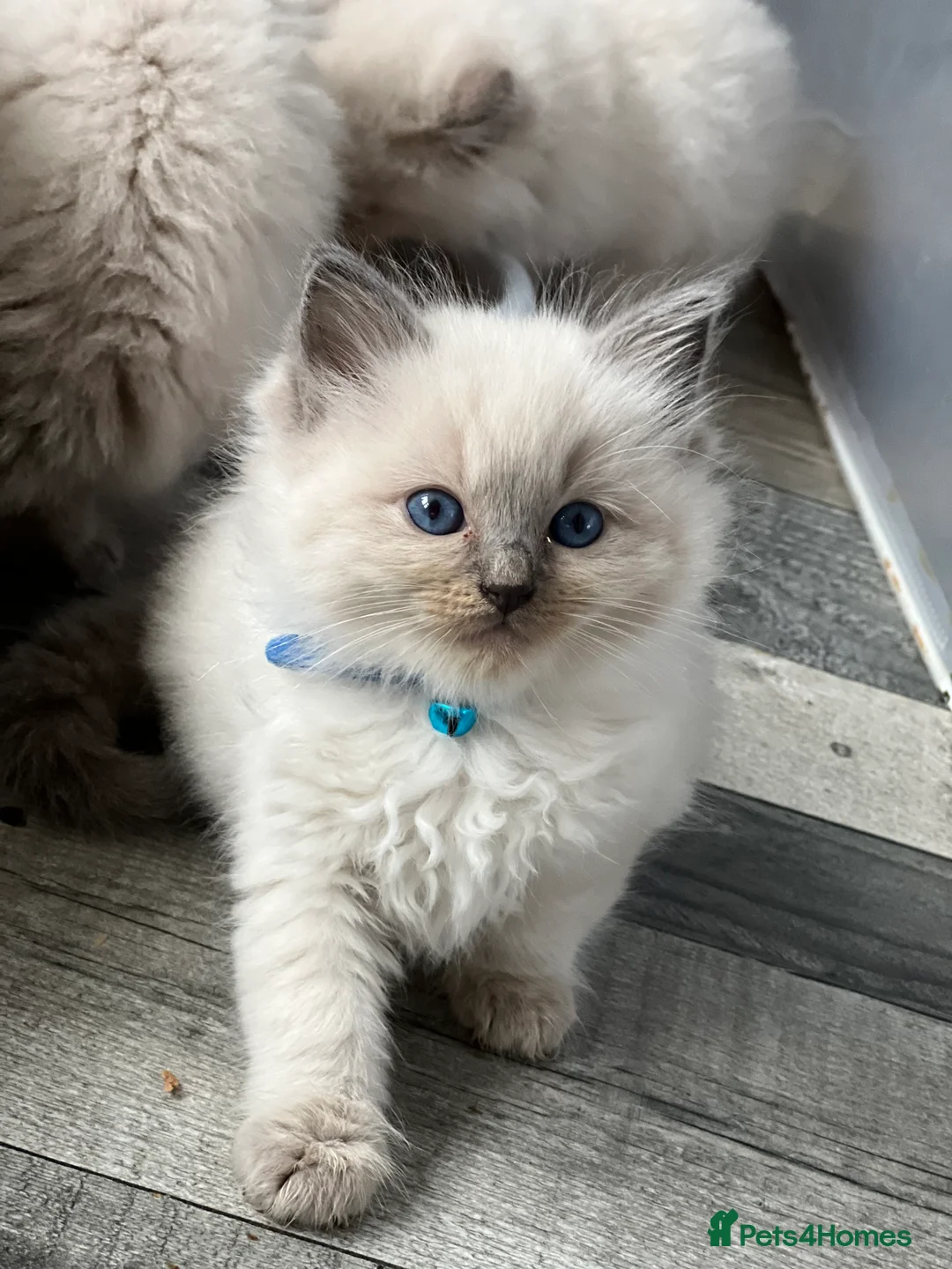 Ragdoll cats for stud: GCCF registered Ragdoll stud in Stoke-on-Trent - Advert 21