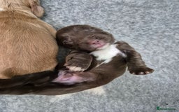 Cocker Spaniel dogs for sale: Cocker Spaniel Puppies - Image 15