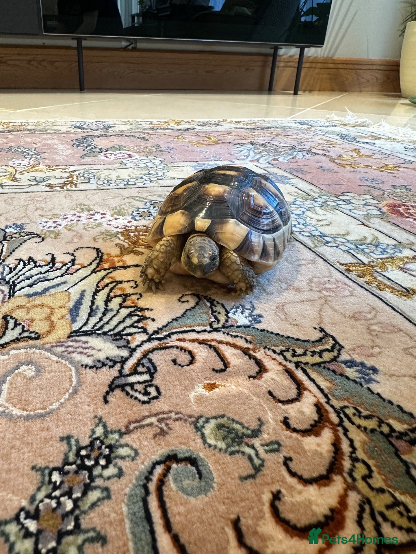 Tortoise reptiles Marginated Tortoise with full setup  - Advert 1