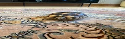 Tortoise reptiles for sale: Marginated Tortoise with full setup  - Advert 1