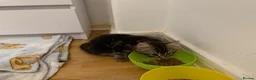 Mixed Breed cats for sale: Adorable Fluffy Tabby & Black Mix Kittens - Advert 3