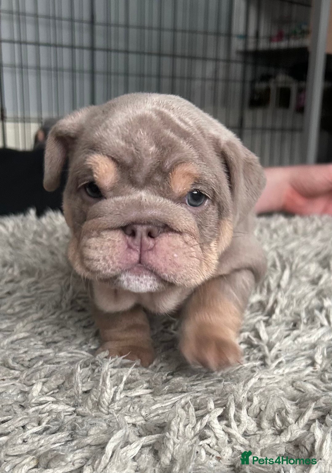 English Bulldog dogs for sale: Gorgeous Puppy Bulldogs for sale - Advert 9