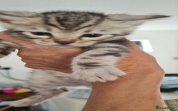 Bengal cats for sale: Full pedigree bengal kittens - Image 8