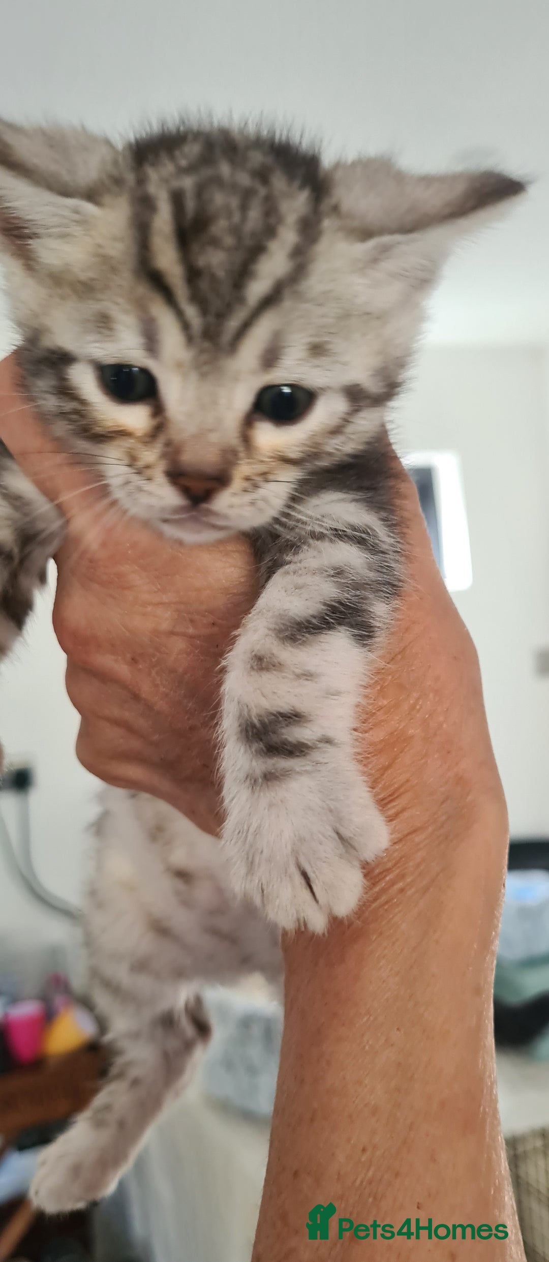 Bengal cats for sale: Full pedigree bengal kittens - Image 8