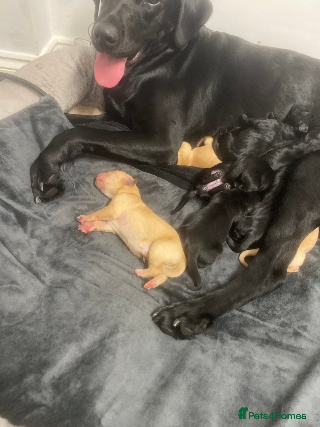 Labrador Retriever dogs for sale: Kc registered black lab - Image 5