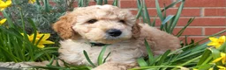 Cockapoo dogs for sale: Cockapoo puppies for sale  - Advert 4
