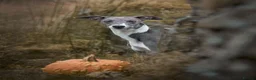 Whippet dogs for sale: KC Reg Whippet Pups-Heart Tested Clear Parents in Caernarfon - Advert 14