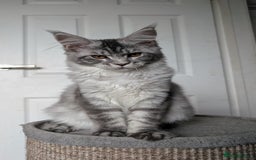 Maine Coon cats for sale:  LAST Black Smoke Maine coon girl available  - Image 14