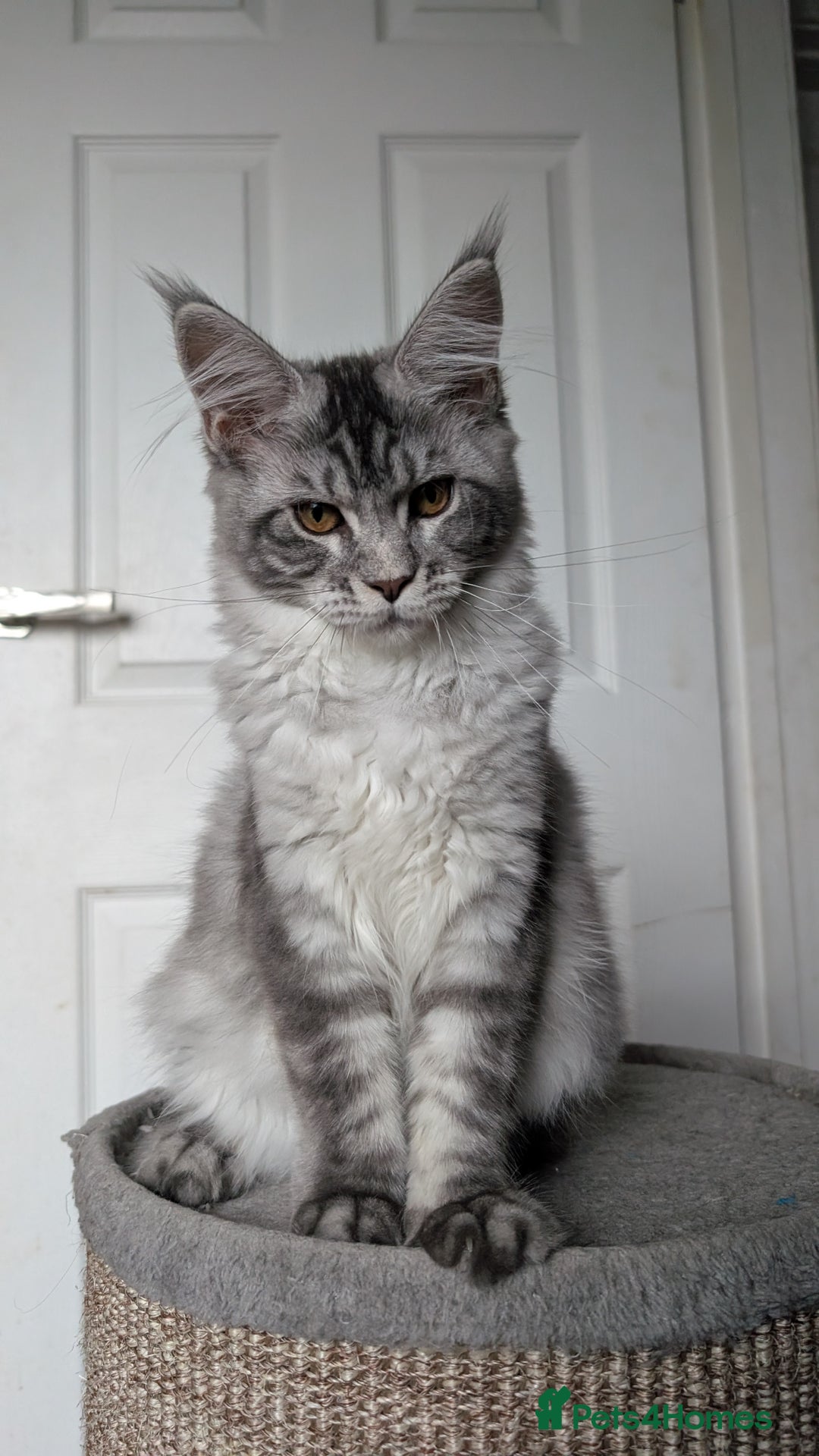 Maine Coon cats for sale:  LAST Black Smoke Maine coon girl available  - Image 14