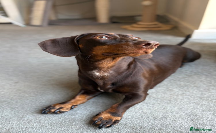 Miniature Dachshund dogs - Advert 3